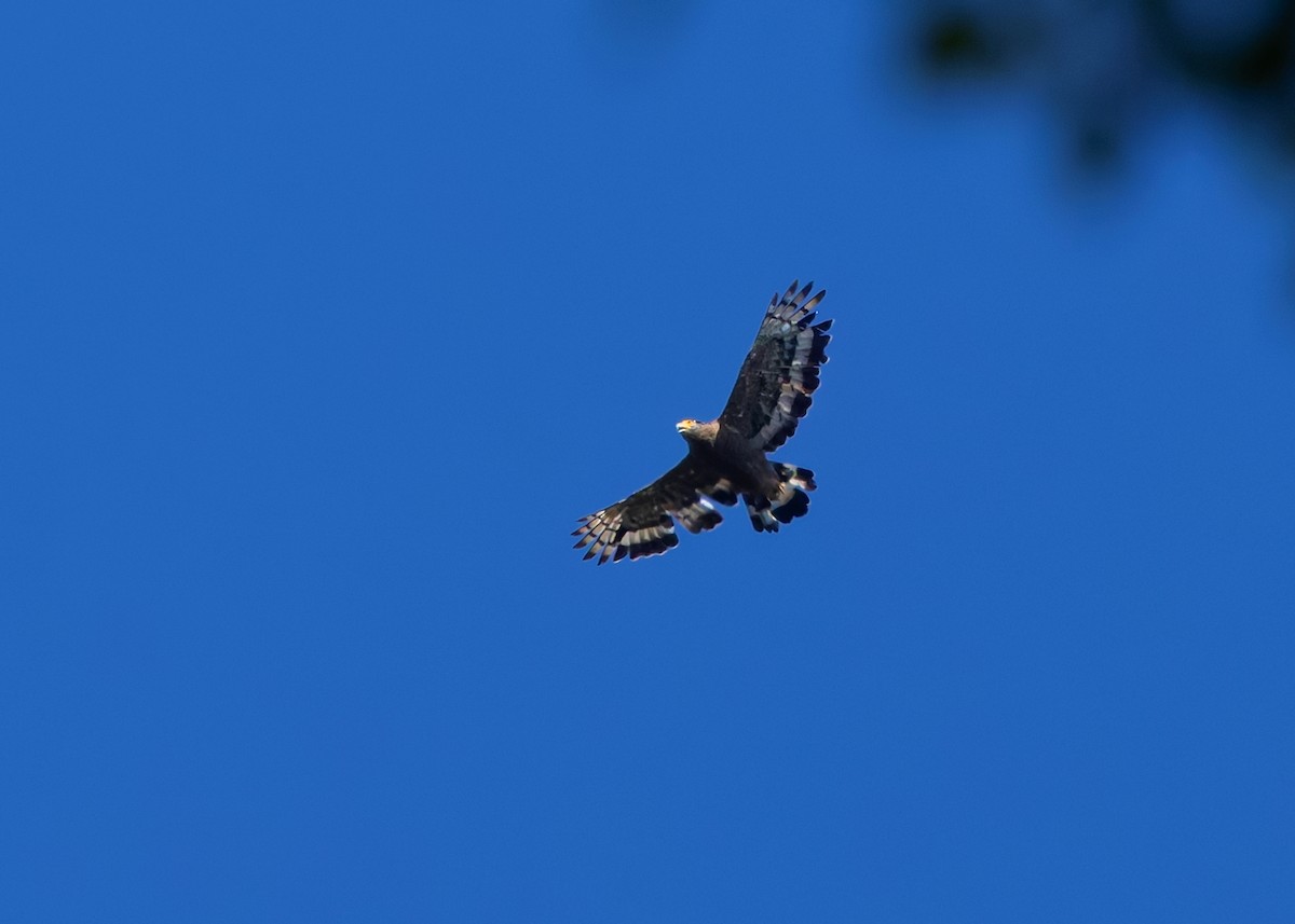 Crested Serpent-Eagle (Crested) - ML641853153