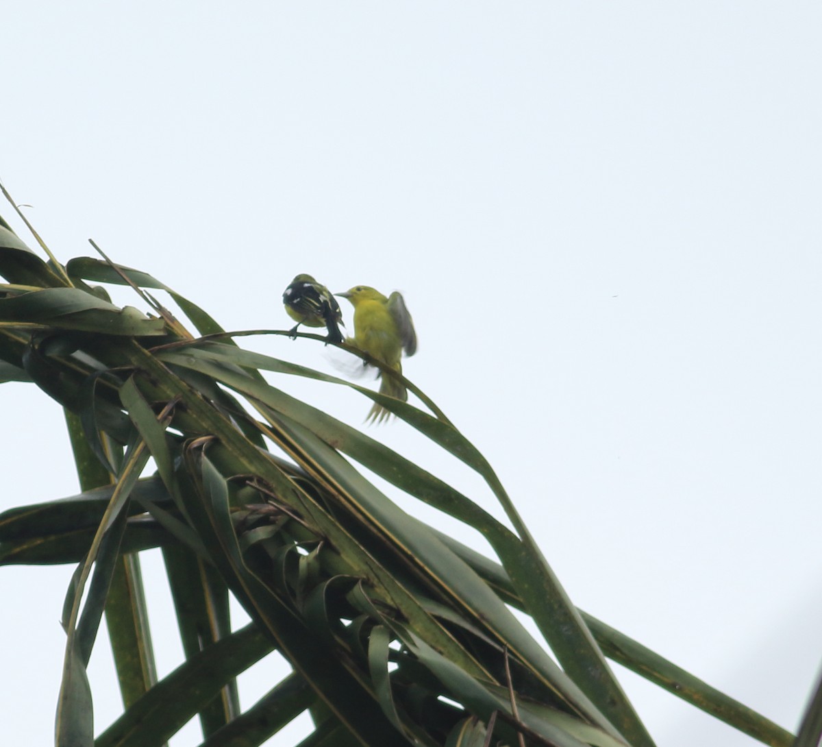 Common Iora - ML641853154