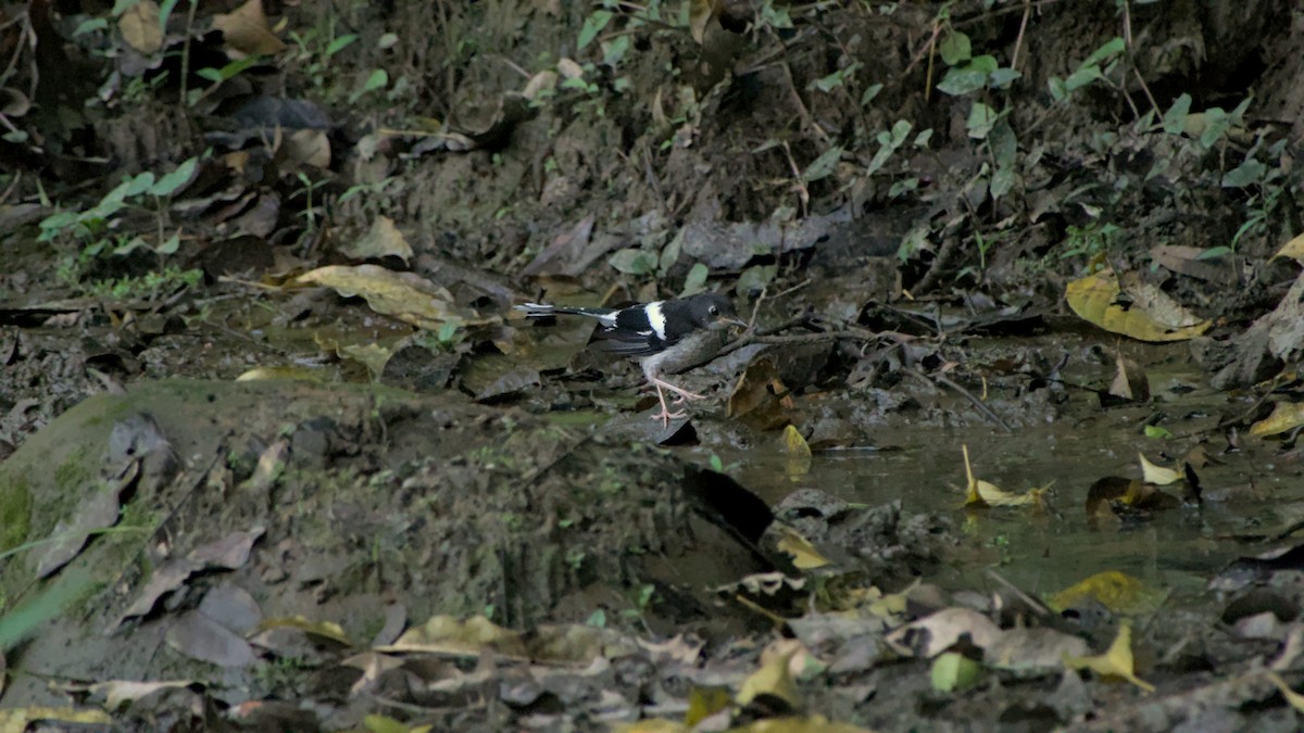 Black-backed Forktail - ML641853168