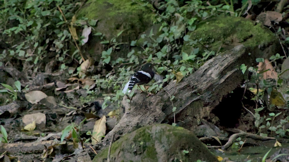 Black-backed Forktail - ML641853172