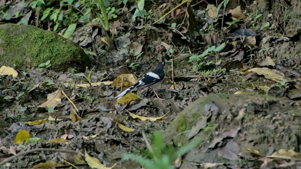 Black-backed Forktail - ML641853173