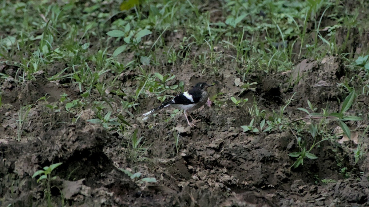 Black-backed Forktail - ML641853174