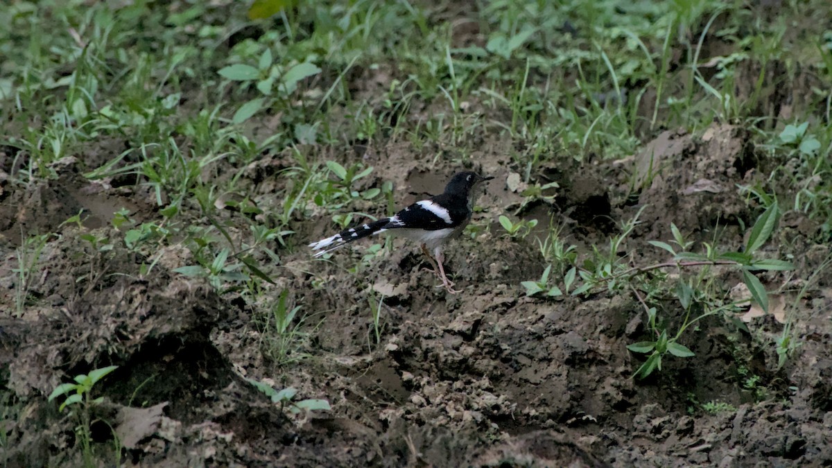 Black-backed Forktail - ML641853175
