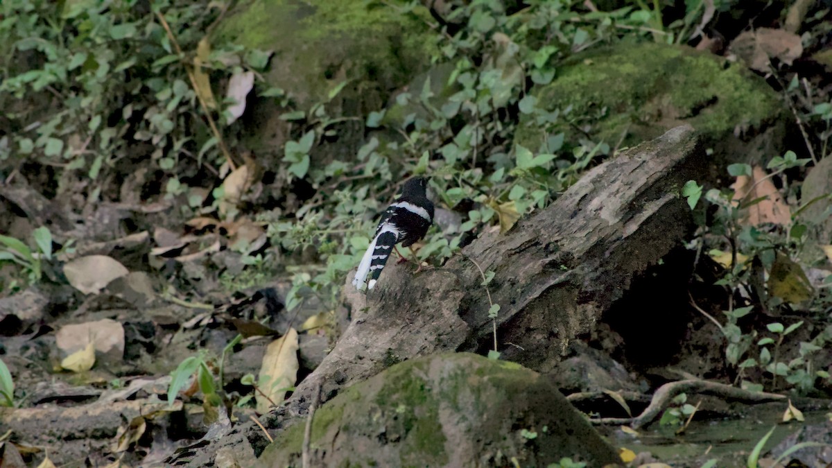 Black-backed Forktail - ML641853176