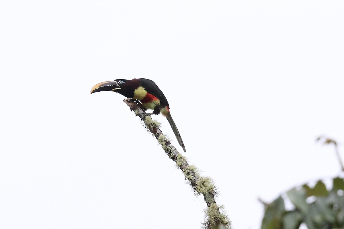 Chestnut-eared Aracari - ML641853187
