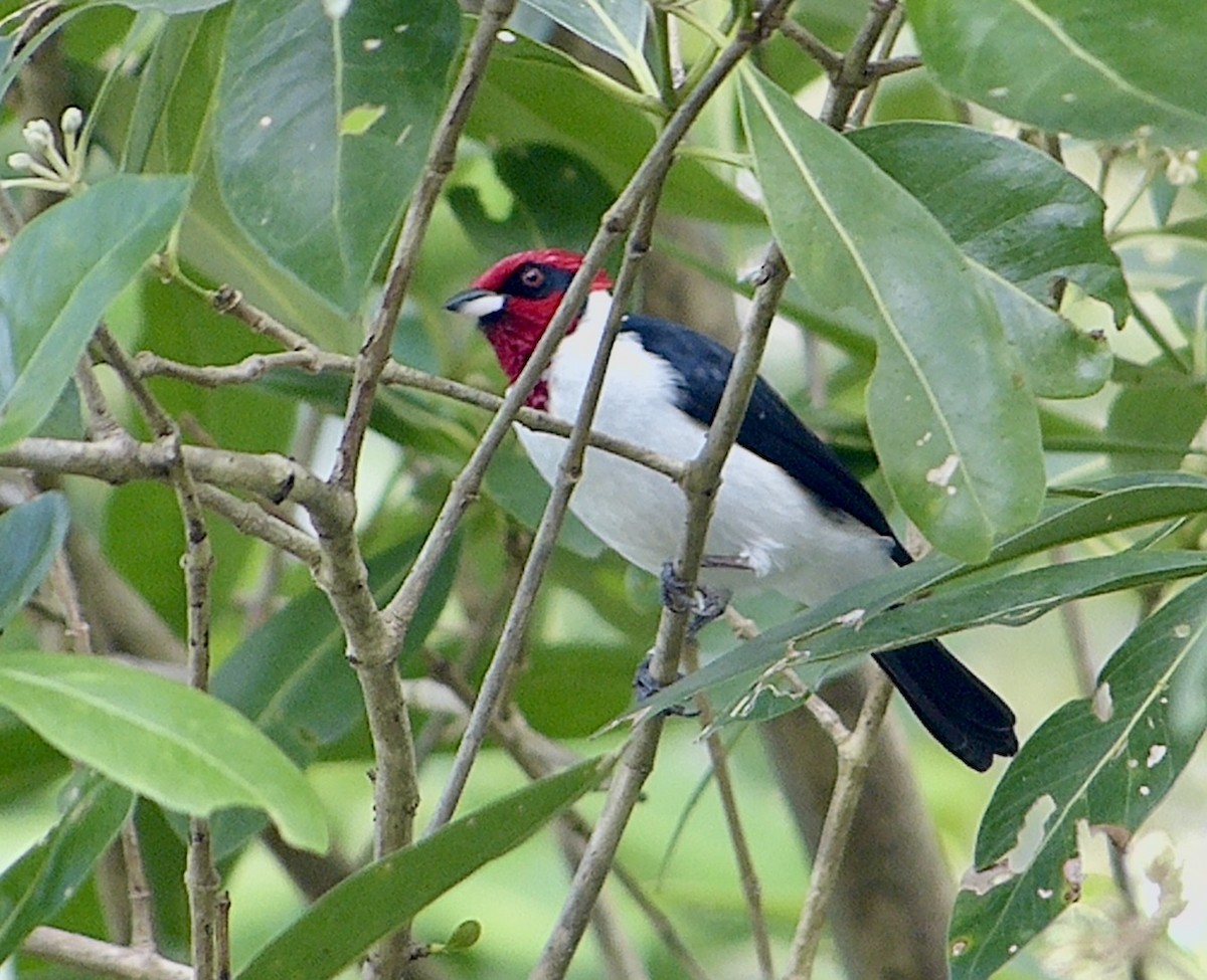 Masked Cardinal - ML641853192