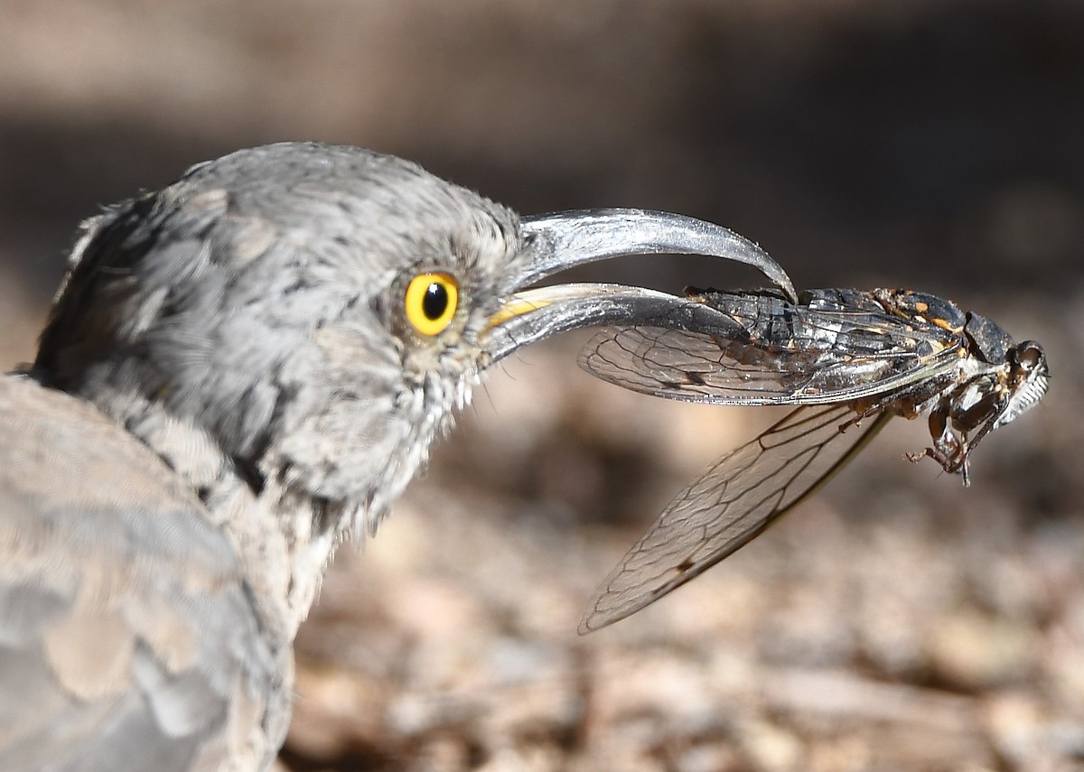 Curve-billed Thrasher - ML641853193