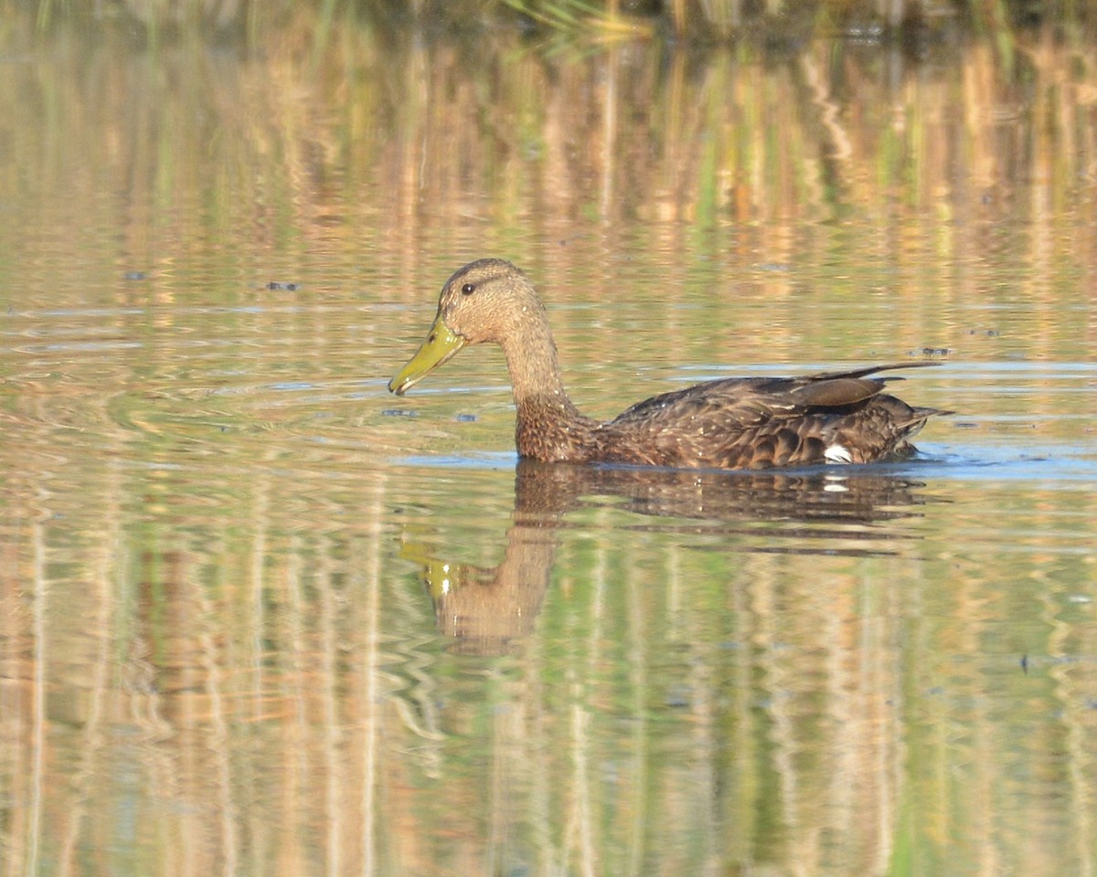Mallard x American Black Duck (hybrid) - ML641853195