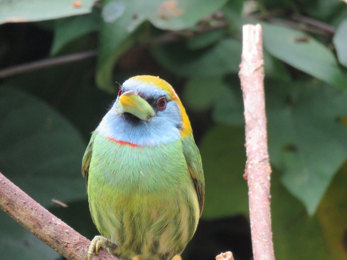Versicolored Barbet - ML641853203
