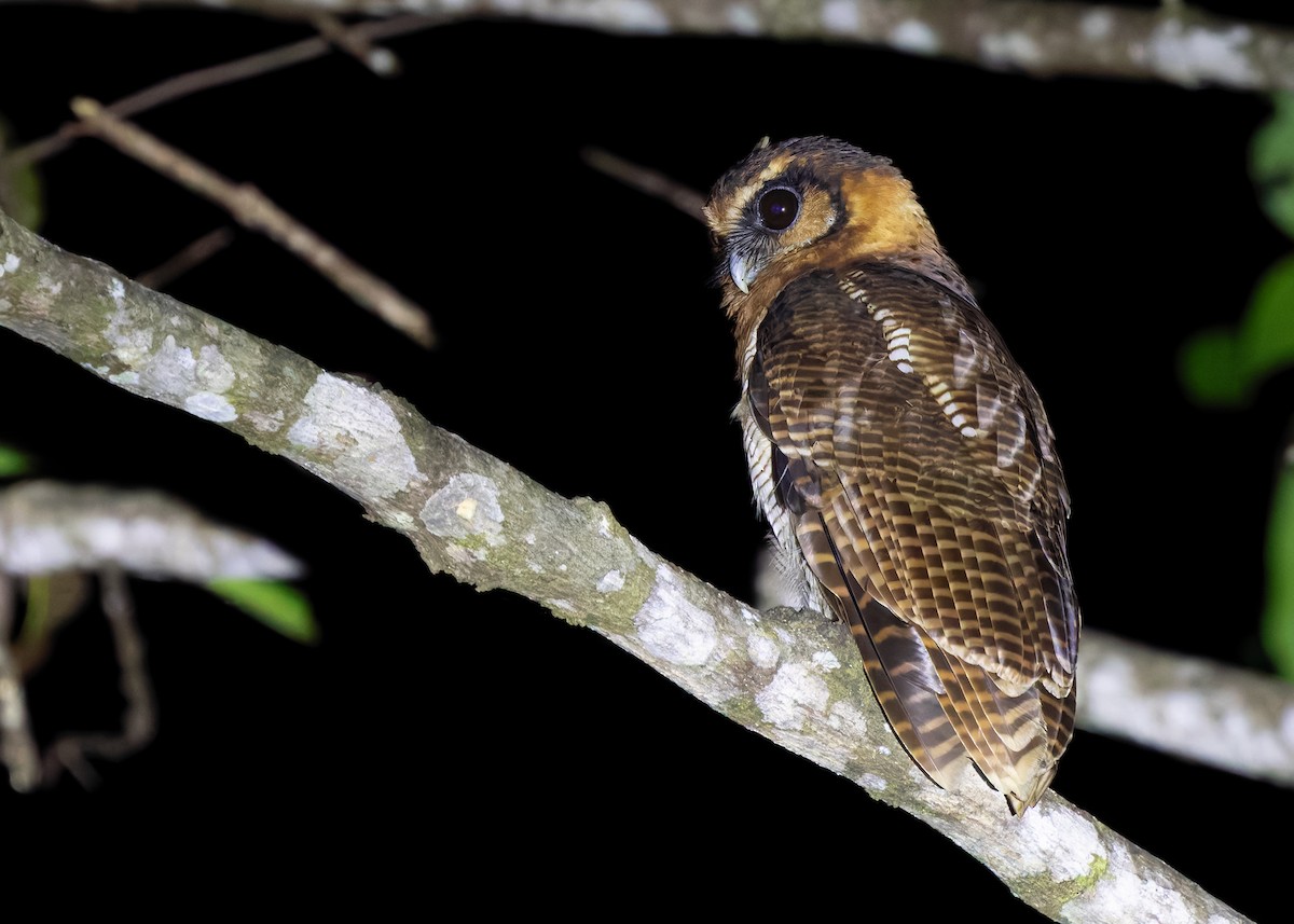 Brown Wood-Owl (Sunda) - ML641853211