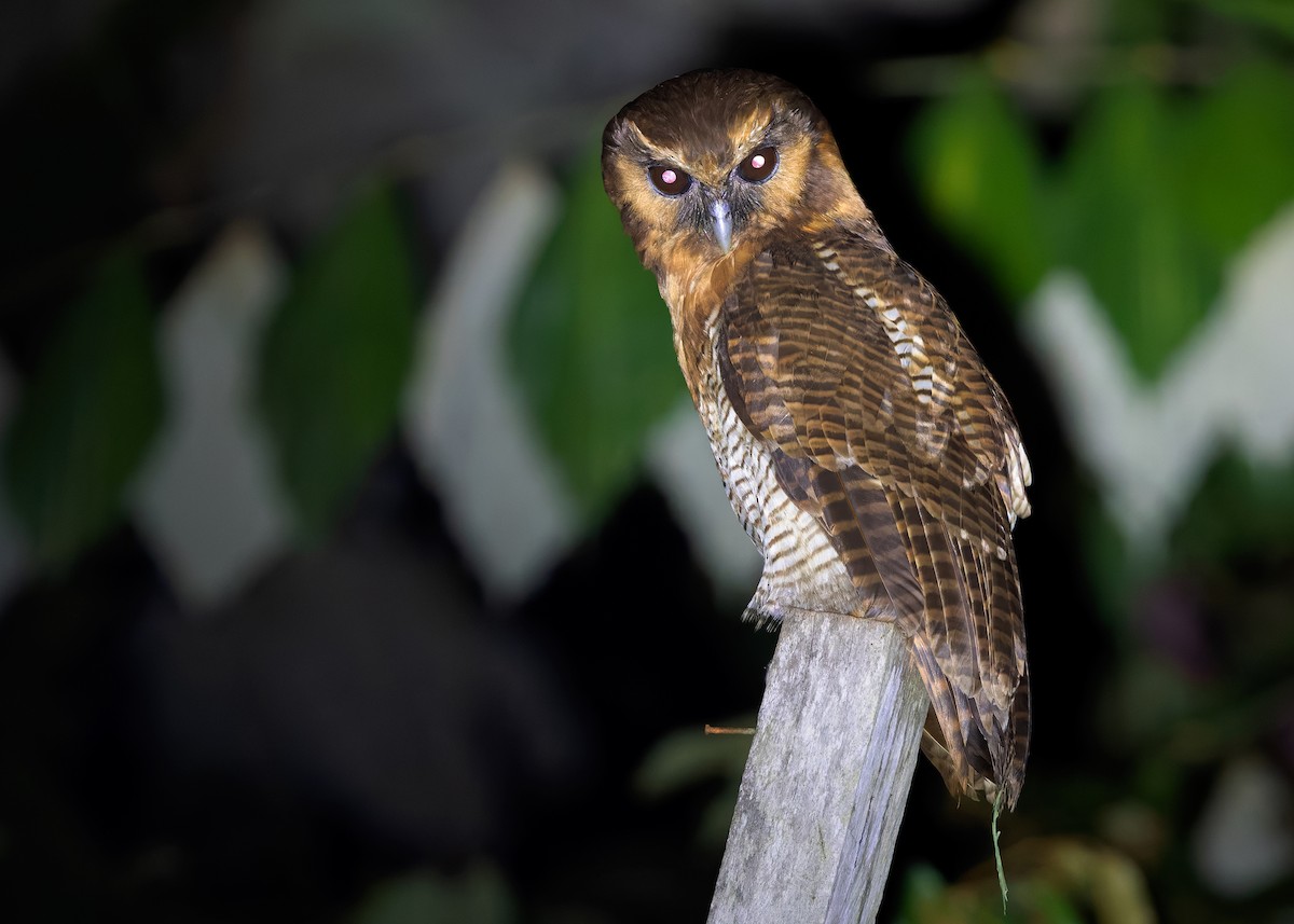 Brown Wood-Owl (Sunda) - ML641853212