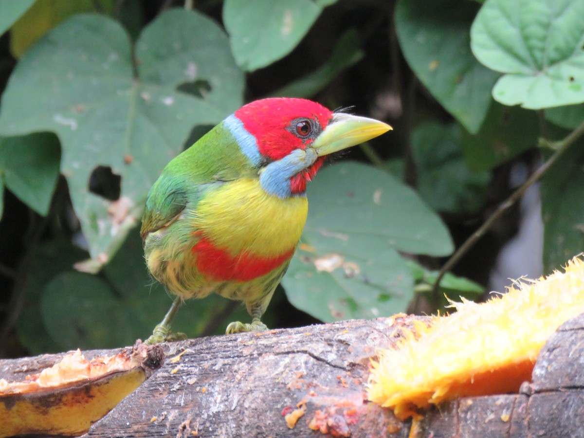 Versicolored Barbet - ML641853214