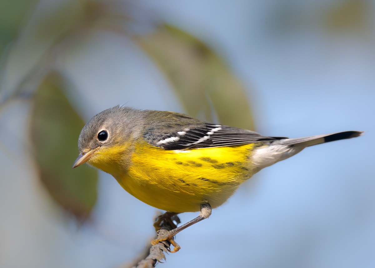 Magnolia Warbler - ML641853220