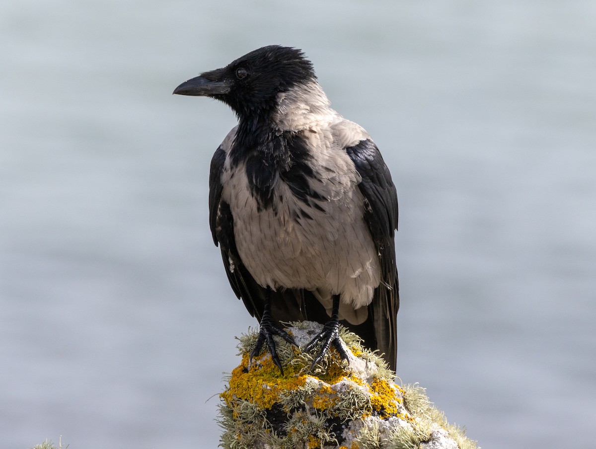 Hooded Crow - ML641853237