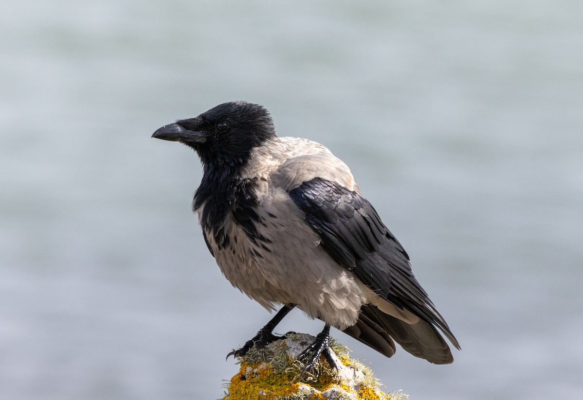 Hooded Crow - ML641853238