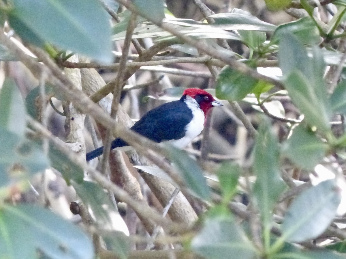 Masked Cardinal - ML641853252