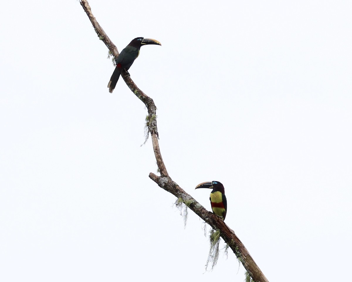 Chestnut-eared Aracari - ML641853255