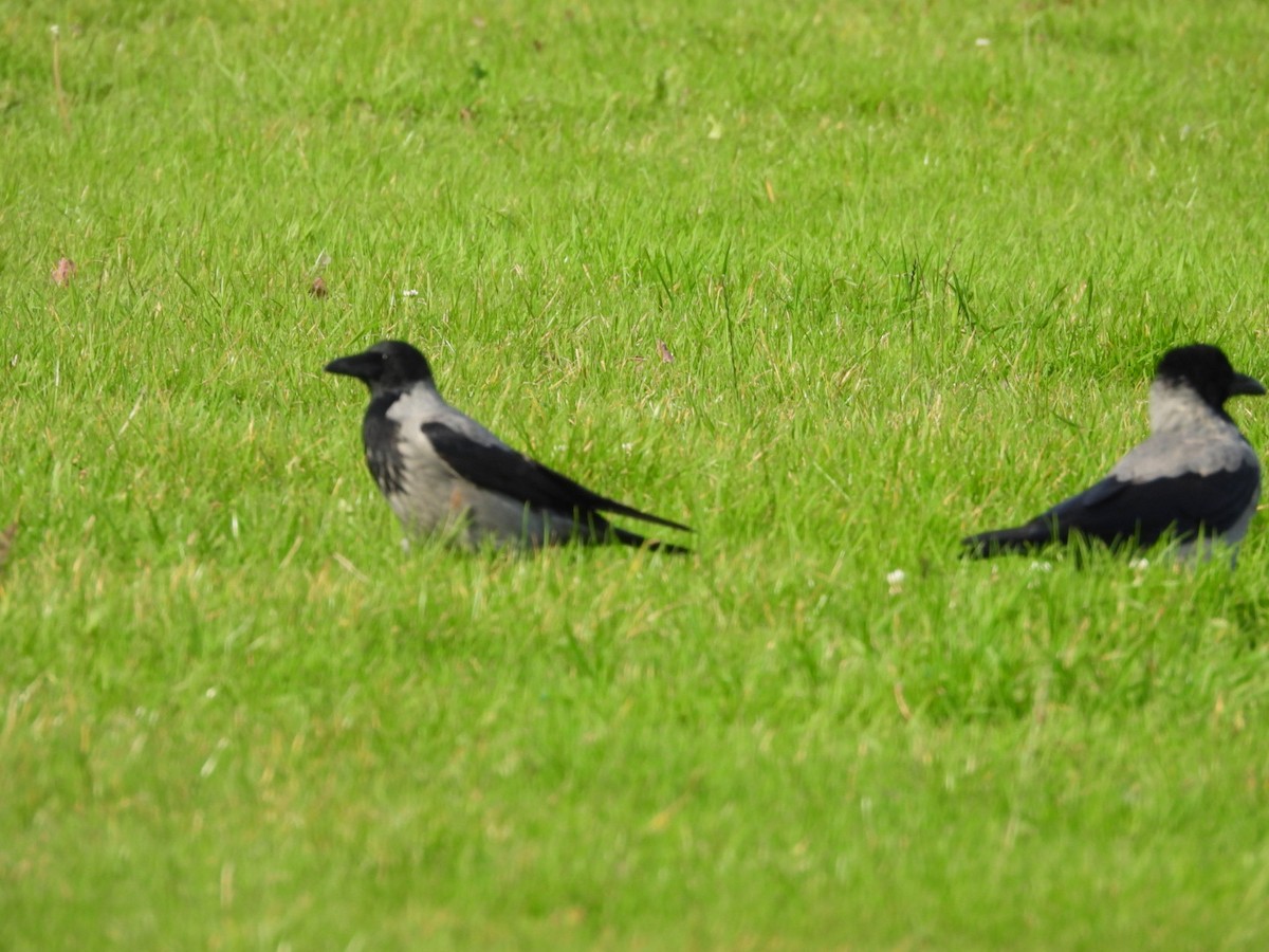 Hooded Crow - ML641853256