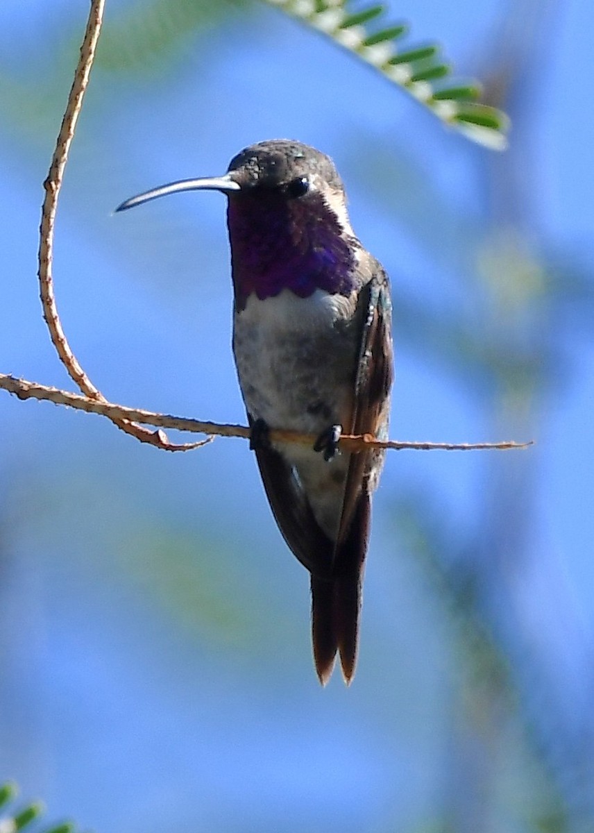 Lucifer Hummingbird - ML641853259