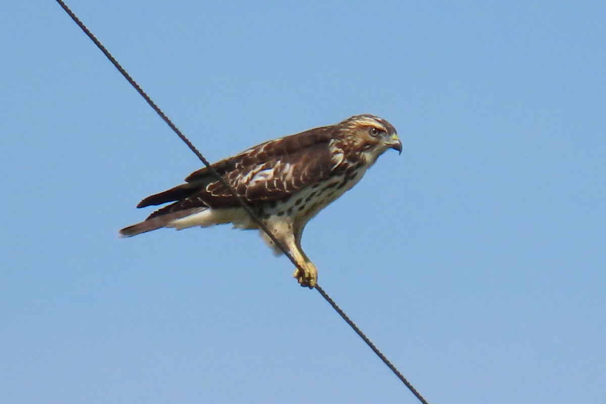 Broad-winged Hawk - ML641853274