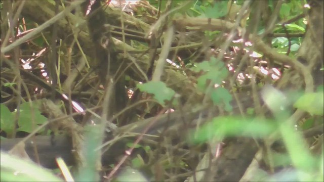 Connecticut Warbler - ML641853279