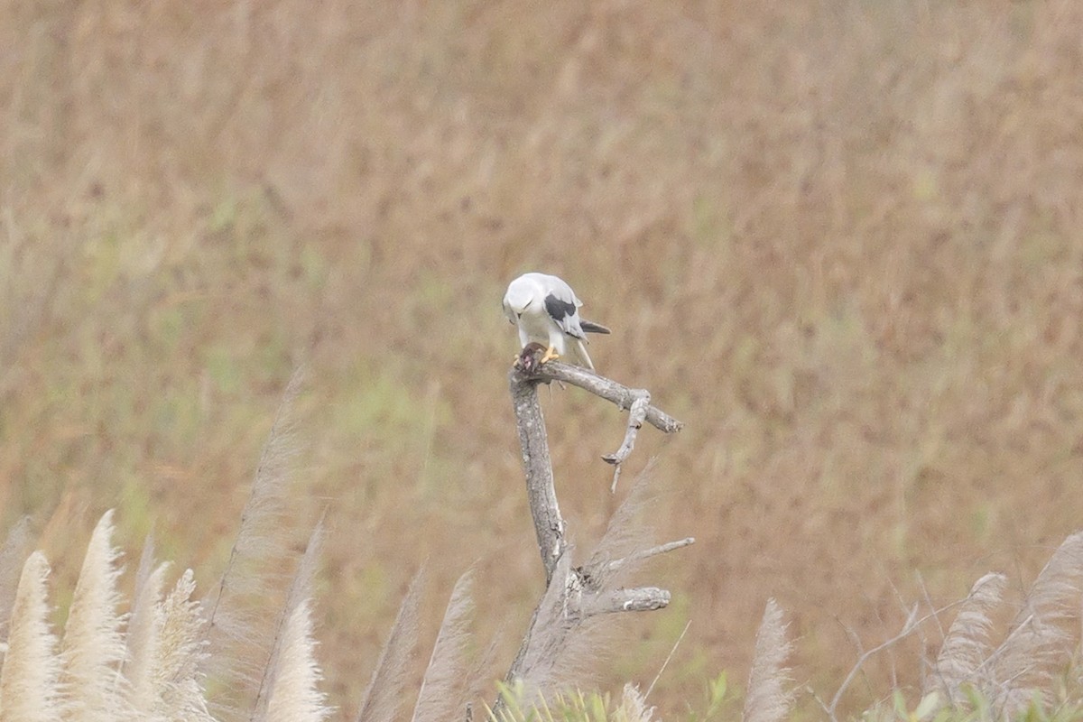White-tailed Kite - ML641853280