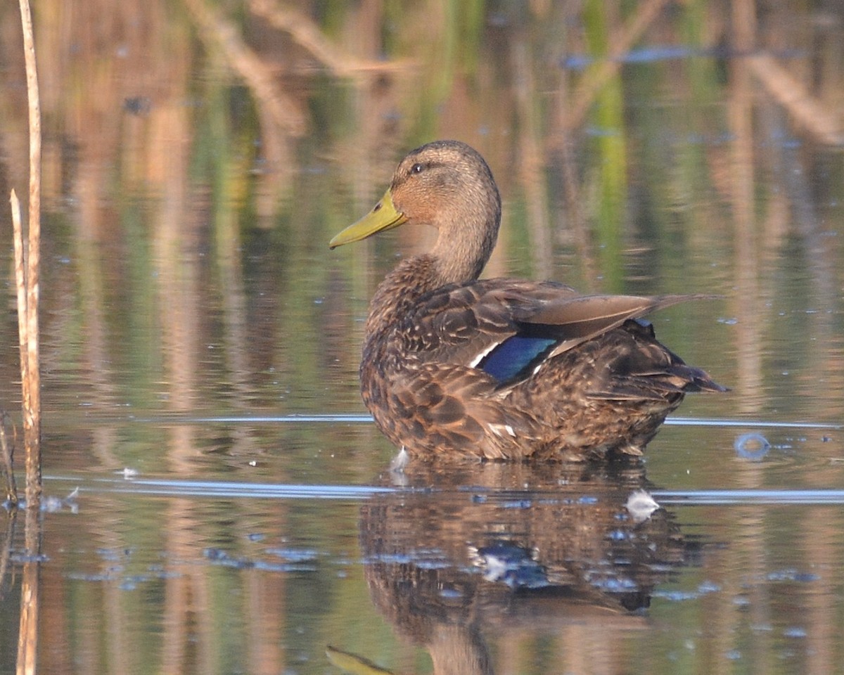 Mallard x American Black Duck (hybrid) - ML641853281