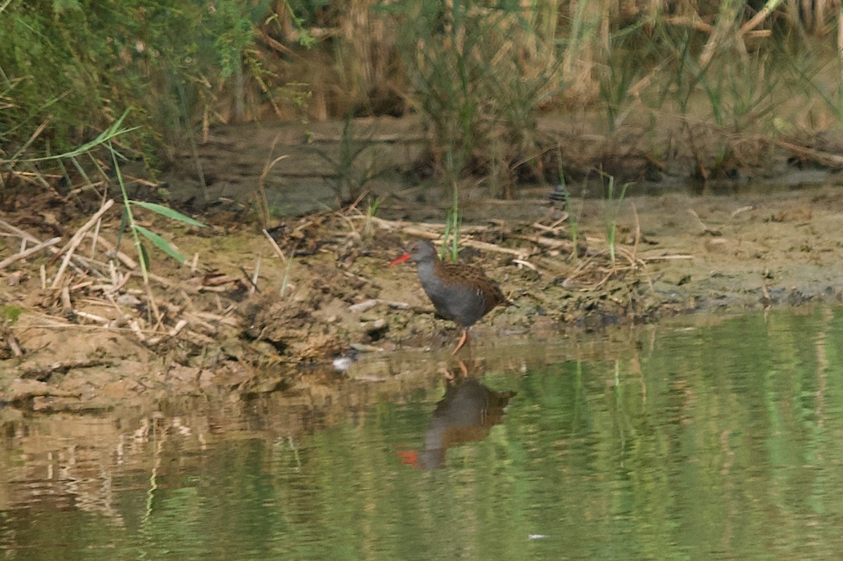chřástal vodní - ML641853302