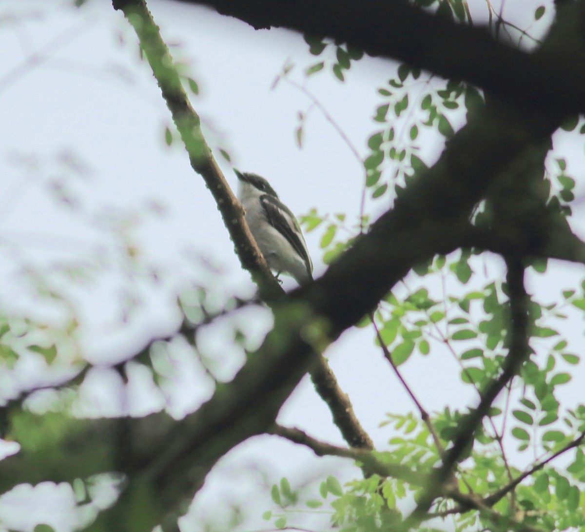 Bar-winged Flycatcher-shrike - ML641853303