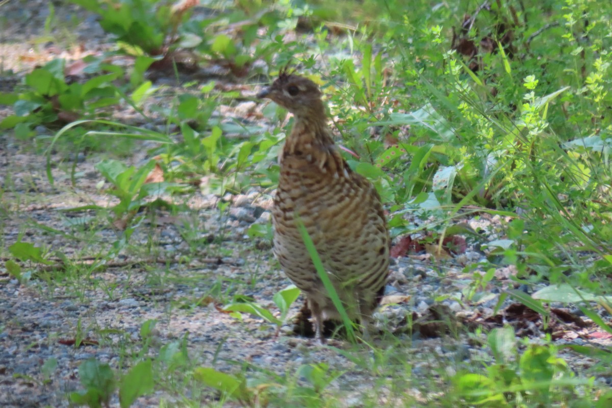 Ruffed Grouse - ML641853315