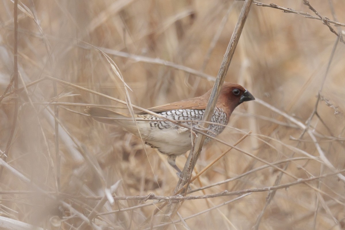 Munia pettosquamato - ML641853323