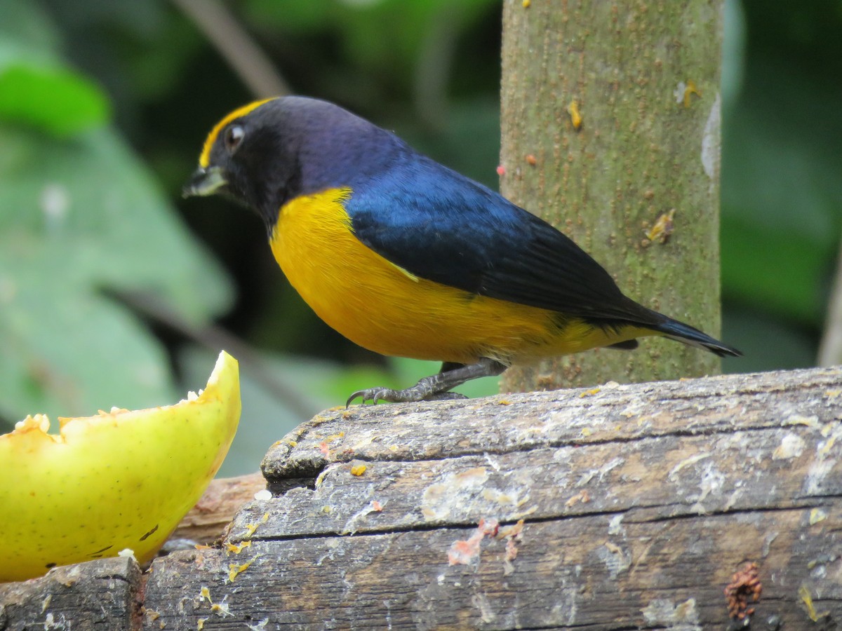 Orange-bellied Euphonia - ML641853325
