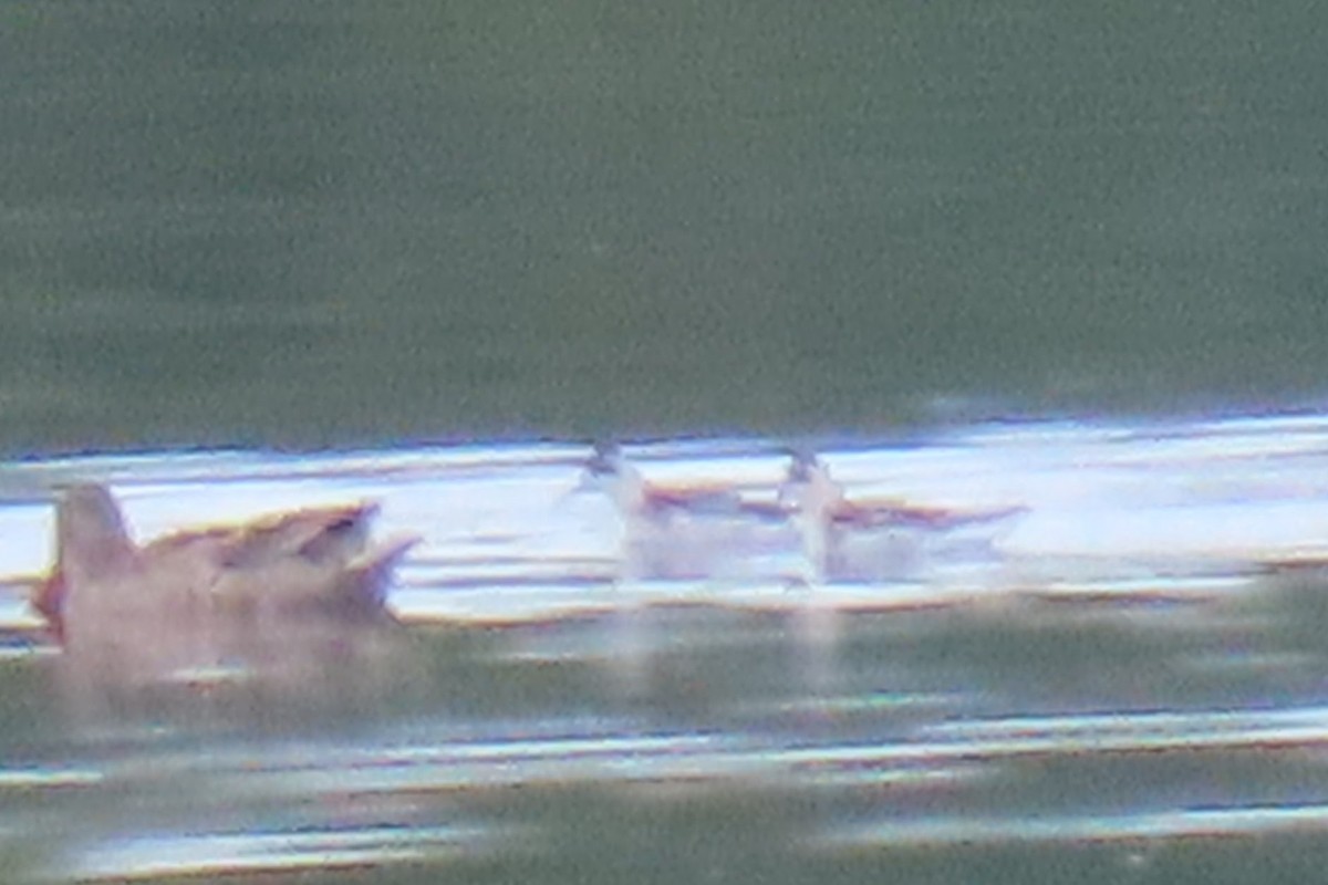 Red-necked Phalarope - ML641853364