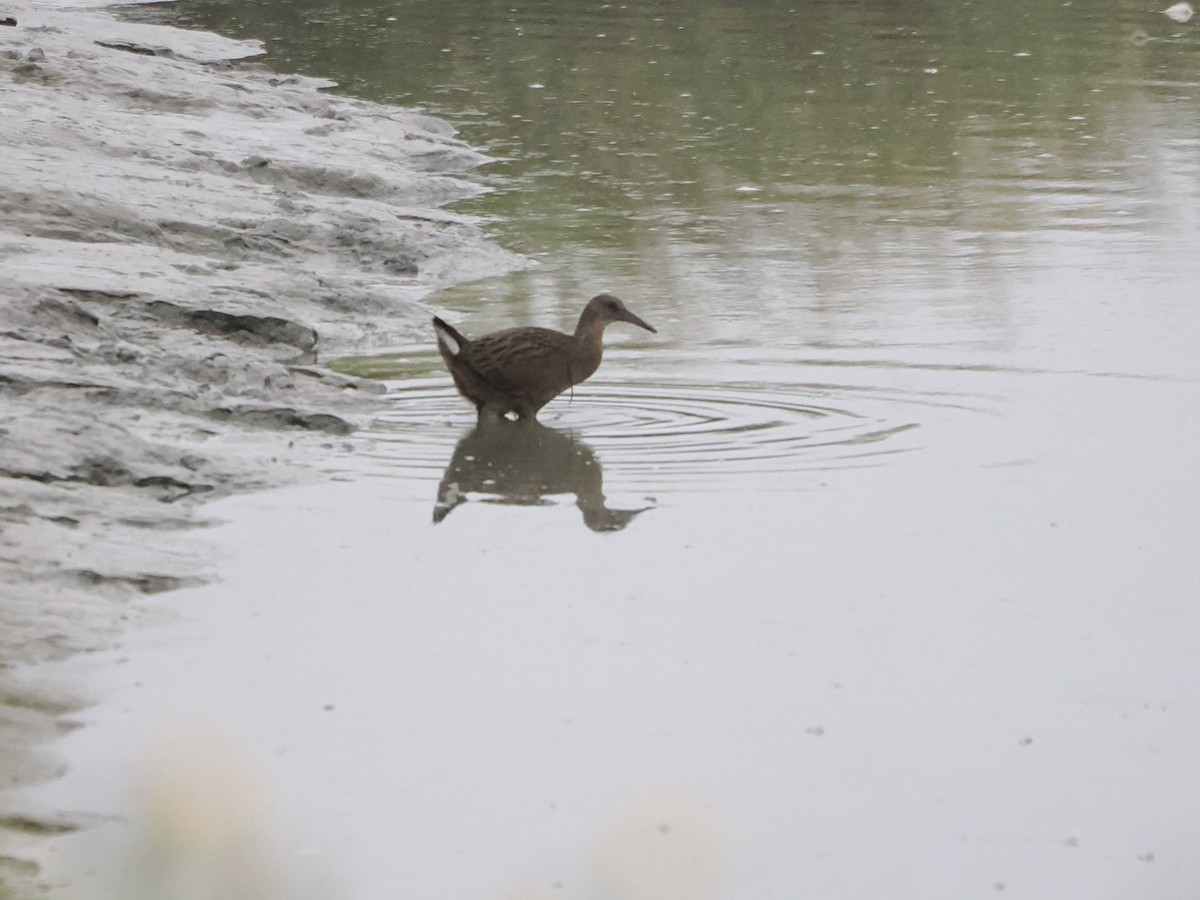 Ridgway's Rail - ML641853365