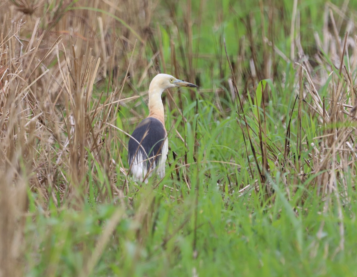 Javan Pond-Heron - ML641853375
