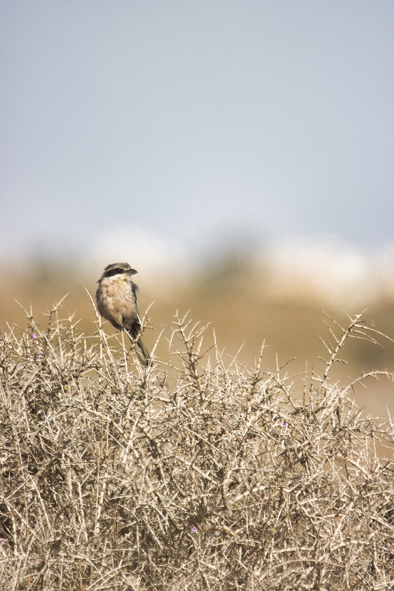Iberian Gray Shrike - ML641853377