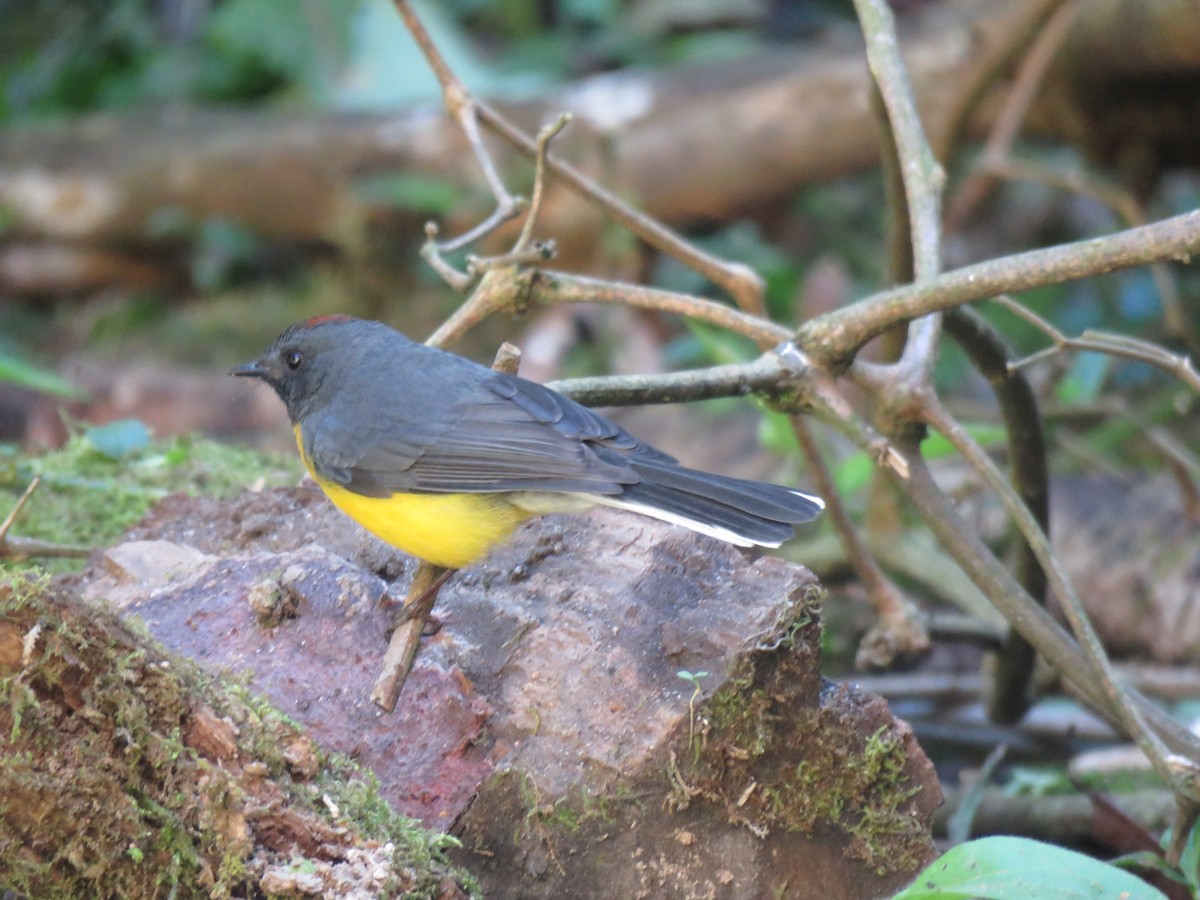 Slate-throated Redstart - ML641853389
