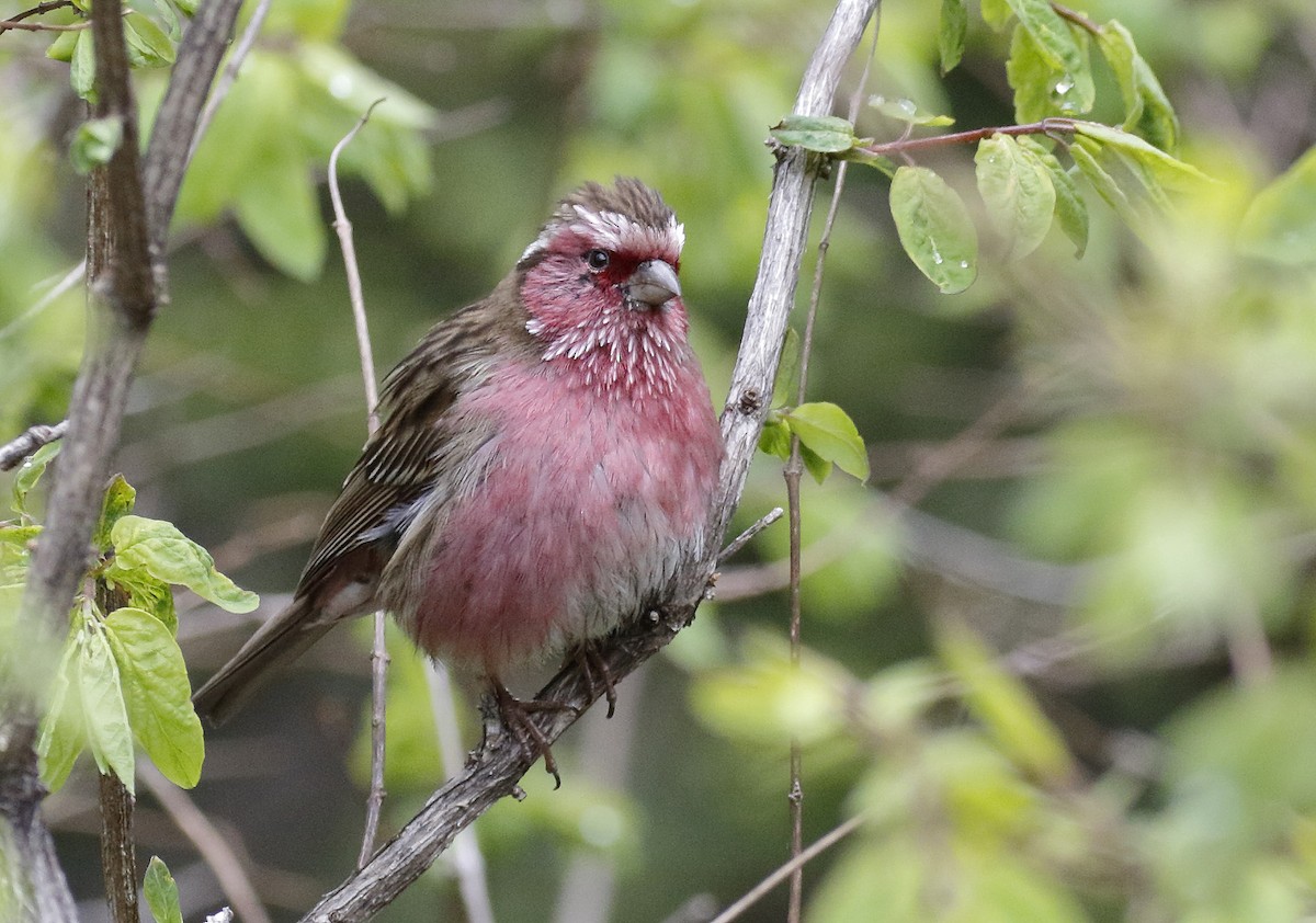 Chinese White-browed Rosefinch - ML64185341