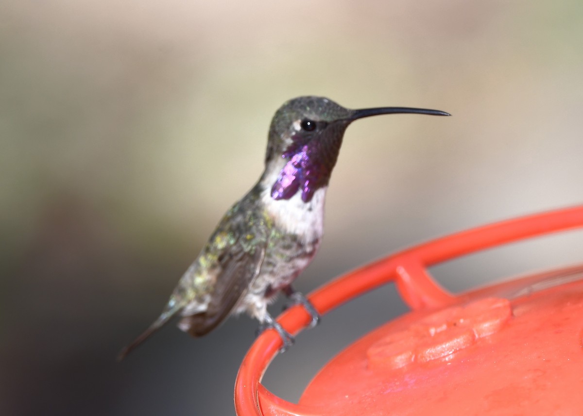 Lucifer Hummingbird - ML641853418