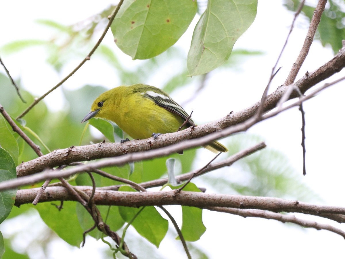 Common Iora - ML641853421
