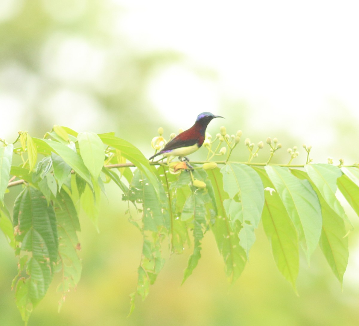Crimson-backed Sunbird - ML641853428