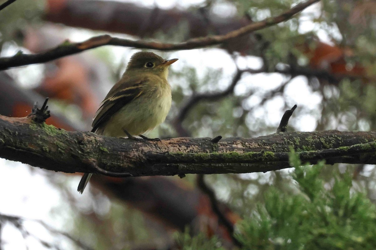 Western Flycatcher - ML641853434