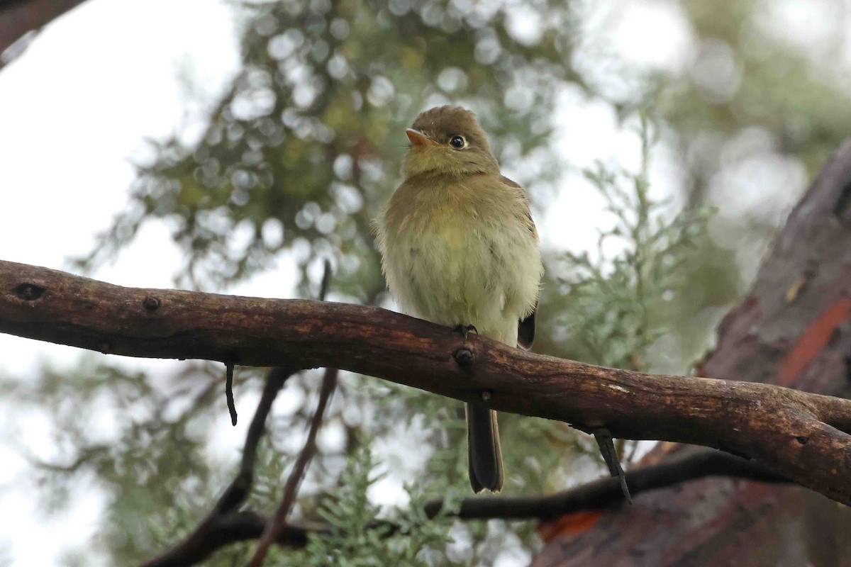 Western Flycatcher - ML641853438