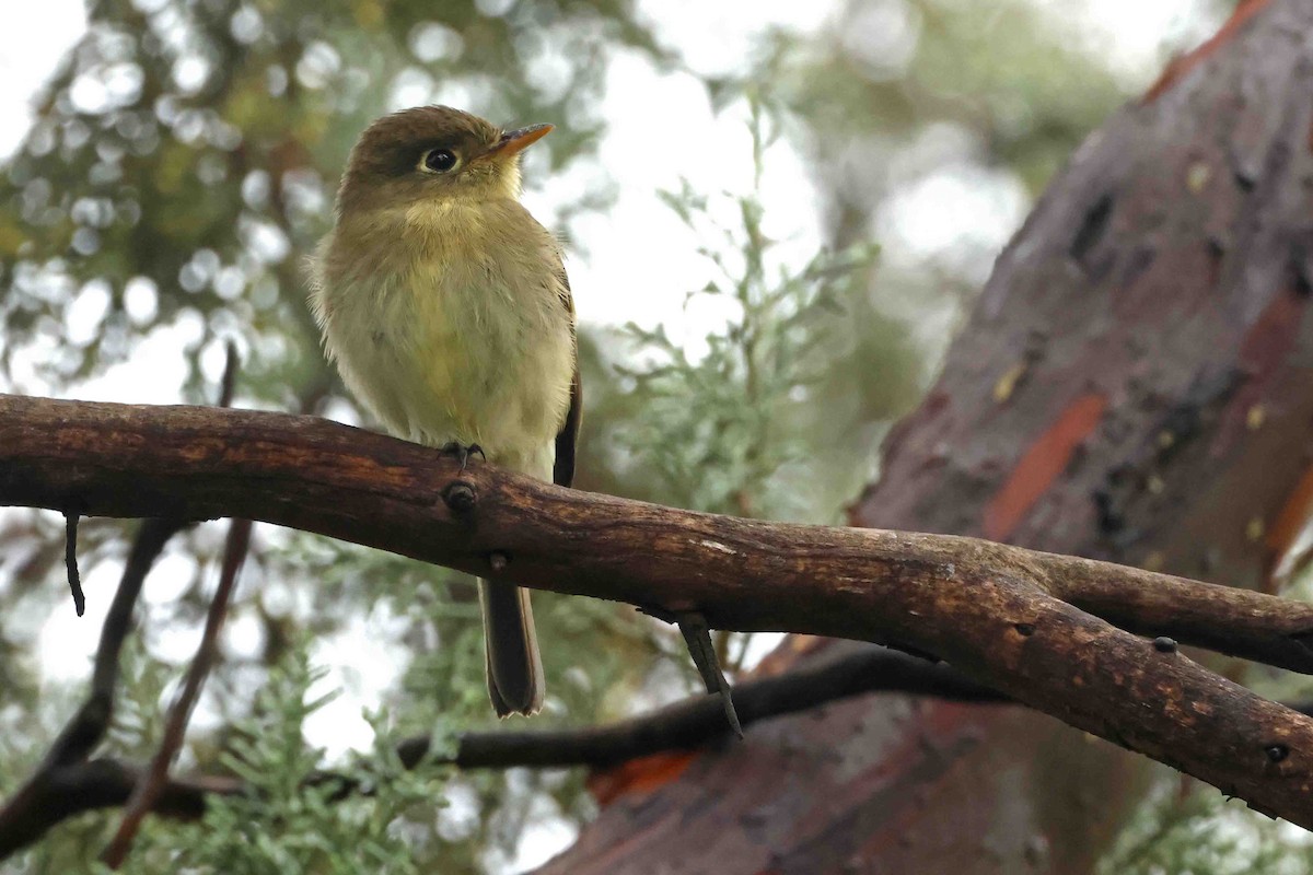 Western Flycatcher - ML641853442