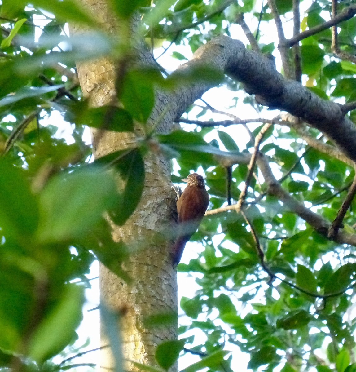 Straight-billed Woodcreeper - ML641853445