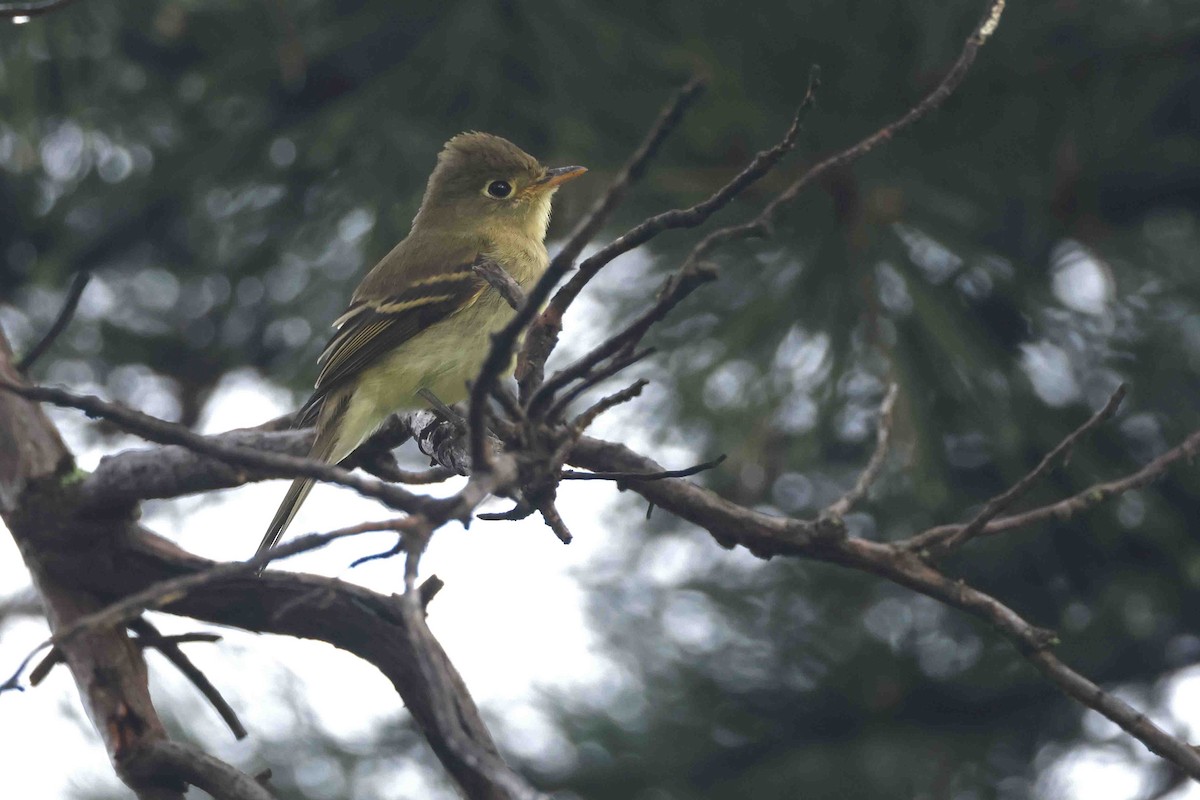Western Flycatcher - ML641853449