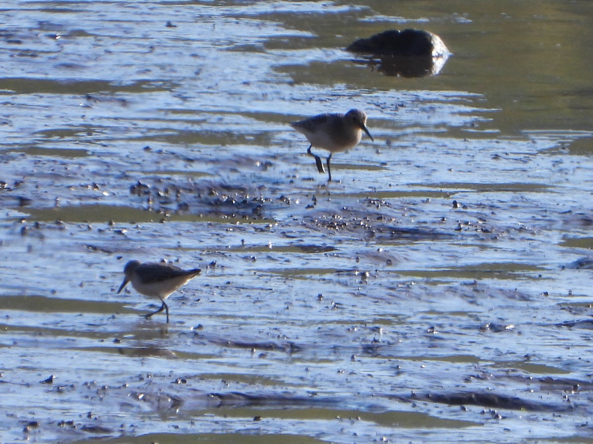 Baird's Sandpiper - ML641853450