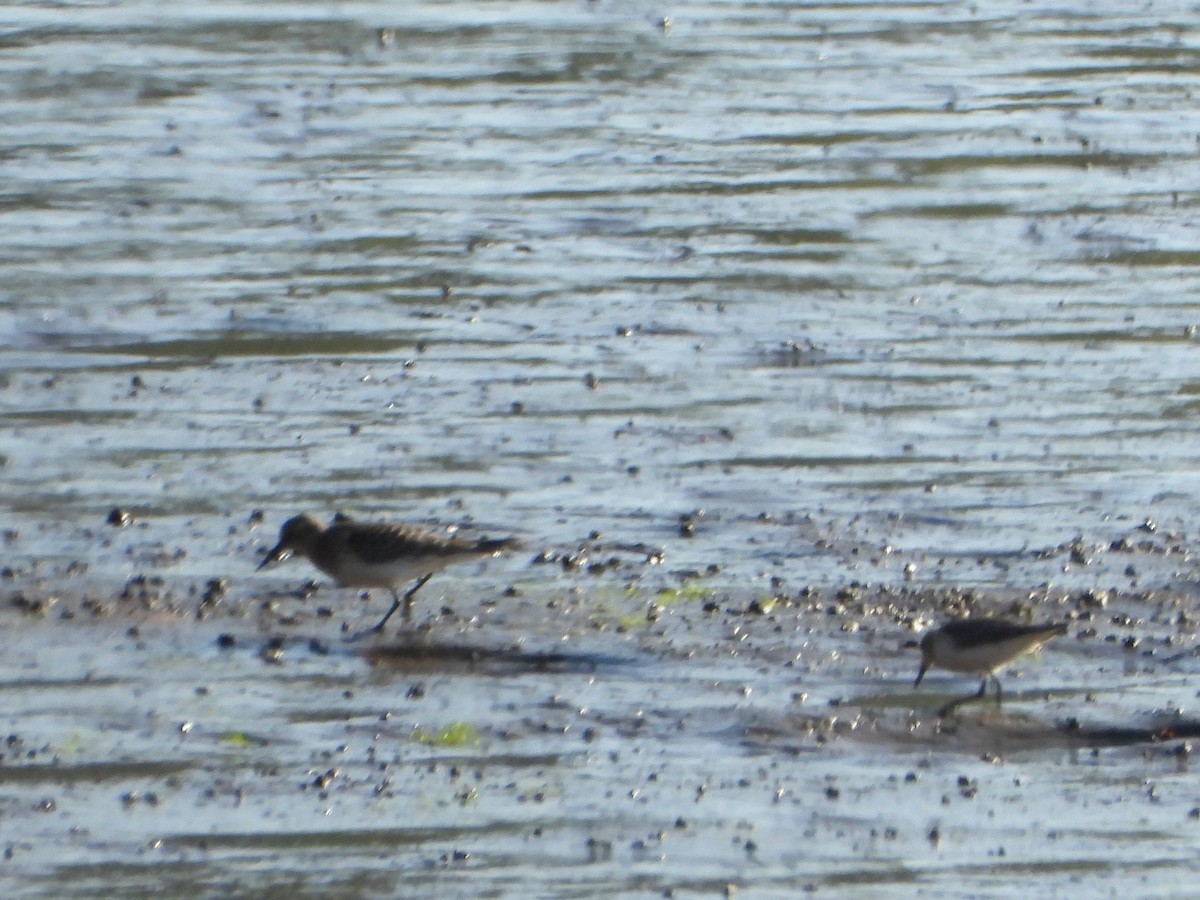 Baird's Sandpiper - ML641853458