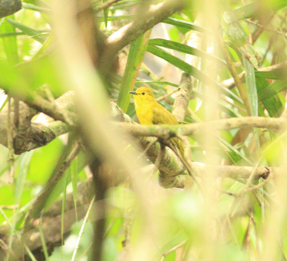 Yellow-browed Bulbul - ML641853460