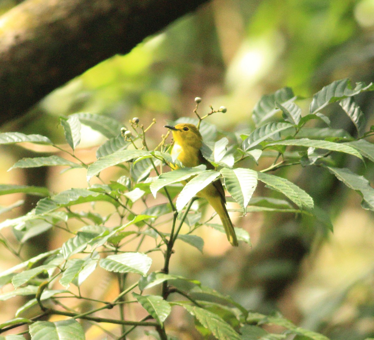 Yellow-browed Bulbul - ML641853463